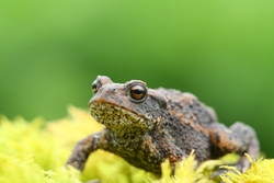 Toad