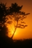Late Evening