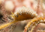 Doto fragilis