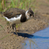 Lapwing chick on the Closes at Otmoor