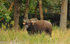 Indian bison; Gaur