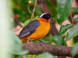 Snowy crowned robin chat
