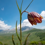 Mountain fritillary (Fritillaria montana ) 