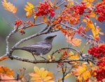 Ring Ouzel