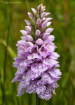 Heath Spotted-orchid (01)