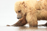 Brown Bear digging deep for clams, Silver Salmon Creek, Alaska