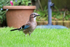Jay in Oxfordshire garden