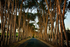 Neethlingshof Pine Trees