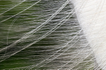 Great Egret breeding plumage close view, Gatorland, Florida