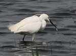 Little  Egret