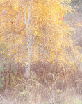 NOVEMBER BIRCH - NORFOLK COUNTY