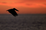 Silhouette of Brown Pelican flying, Fort De Soto, Florida