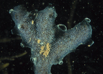 Diplosoma listerianum