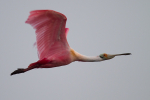 Roseate Spoonbill