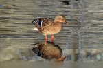 Mallard