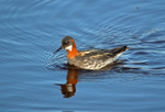 Red-necked Phalarope