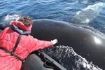 Monica stroking humpback - photo by Jenny