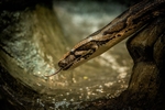 Burmese python - RLP_4159-492