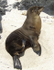 Seal
