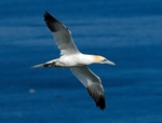 Gannet