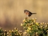 Dartford Warbler