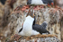 Imperial Shag calling at nest, Cape Bougainville, Falklands