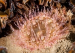 Sagartia troglodytes