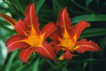 Day Lillies