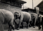 Bertrams elephants Derby Station 29
