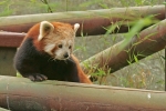 Red Panda