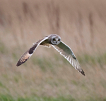 Short-eared Owl - Asio flammeus