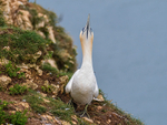 Gannet