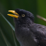 Jungle Myna close-up