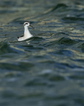 Red-necked Phalarope (juvenile), Farmoor