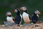Puffin gathering