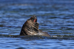 Elephant Seal bitten on throat in sea fight, Carcass Island, Falklands