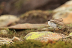 Dark-faced Ground-Tyrant, wings raised, Saunders Island, Falklands