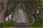 The Mysterious Road Dark Hedges (IMG1185)