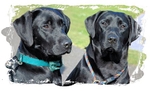 Two Young Handsome Labs_at  the curlie