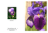 011 Bearded Iris