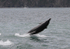 100726 DOLPHIN IMG_6348