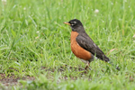 American Robin in grass, Minnesota, USA
