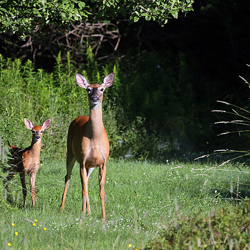 A fawn peeks out from the safety of it's mother's side and into the morning sunlight.