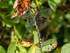 August 2024 - Migrant Hawker