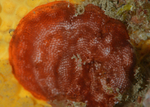 Schizobrachiella sanguinea