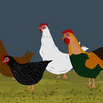 Chickens