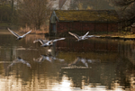 Mute Swan