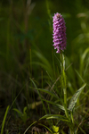 Common Spotted Orchid