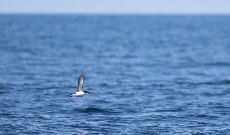 Manx Shearwater - Inner Hebrides - off the Isle of Mull