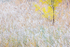 FALL MEADOW - ZION NP